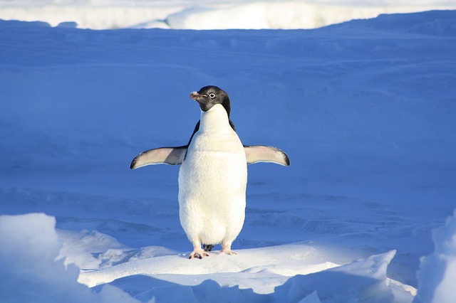 A lone penguin on snow and ice, wings outstretched.