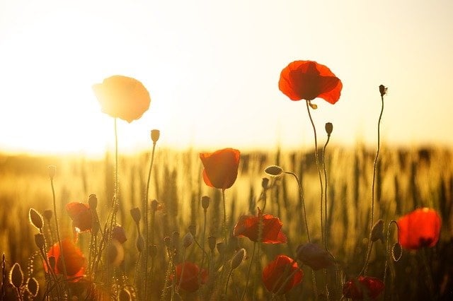 A field of young red poppies at sunset.